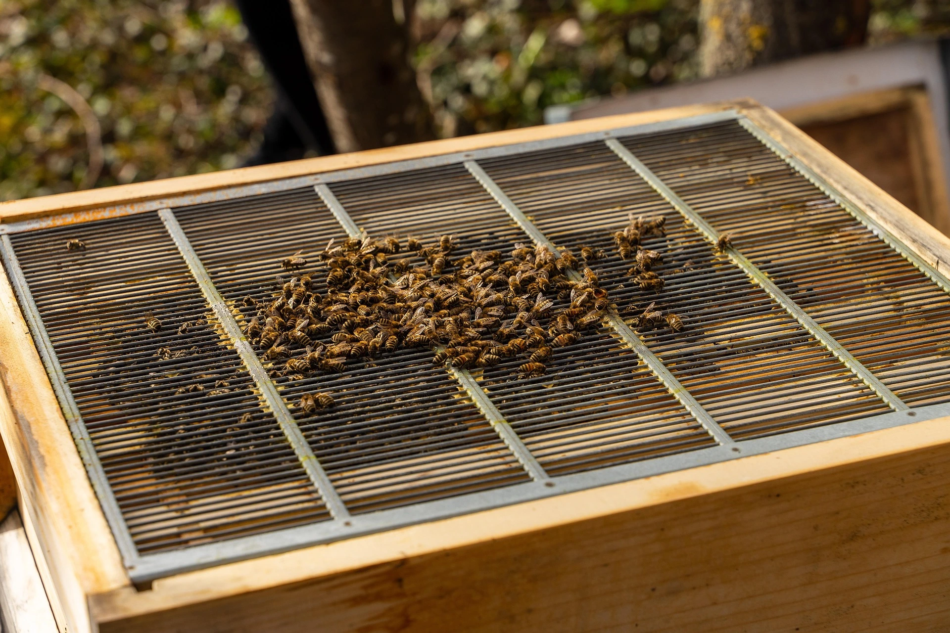 honey bee farm bali