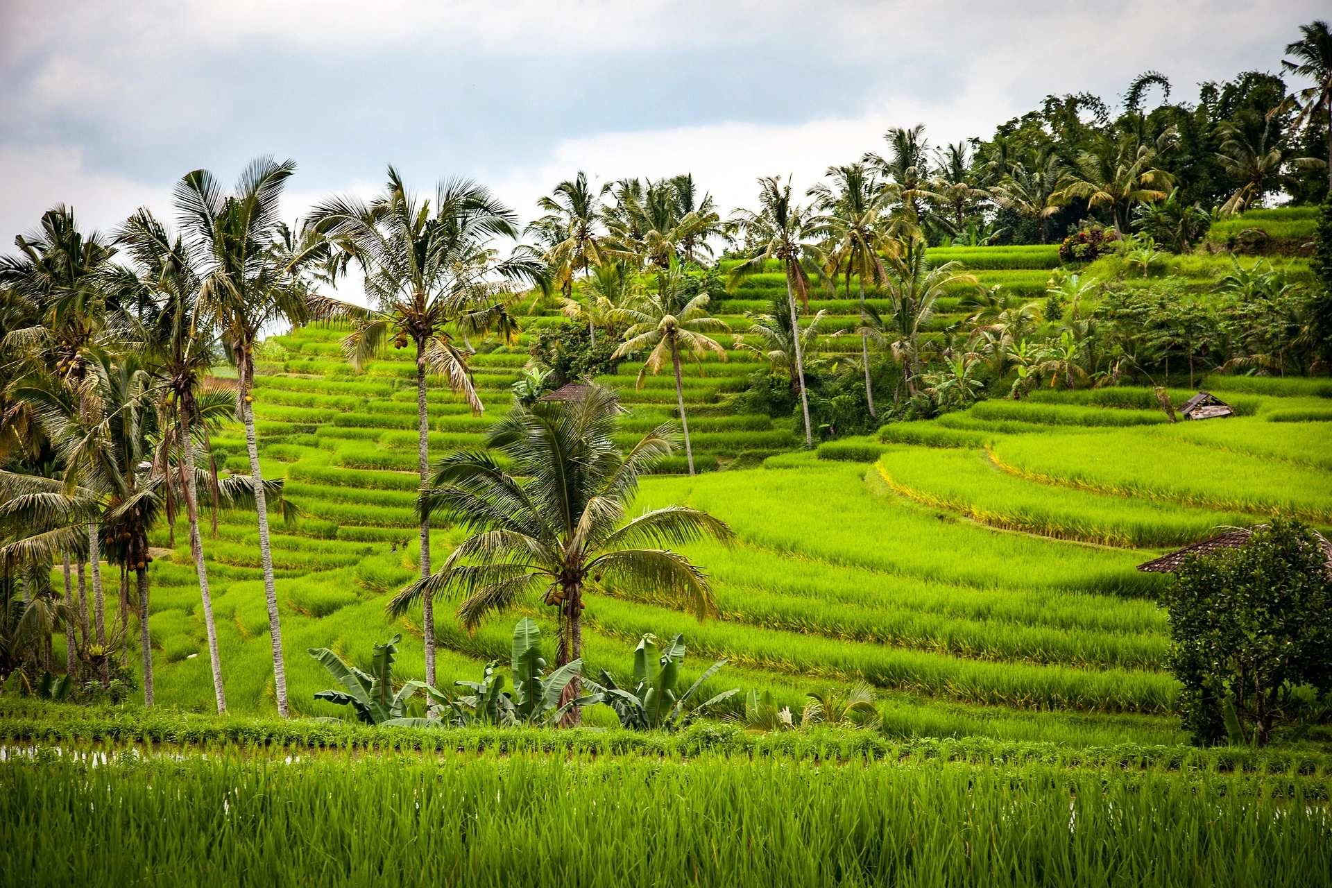 jatiluwih rice terrace bali