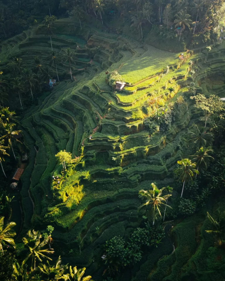 tegallalang rice field bali