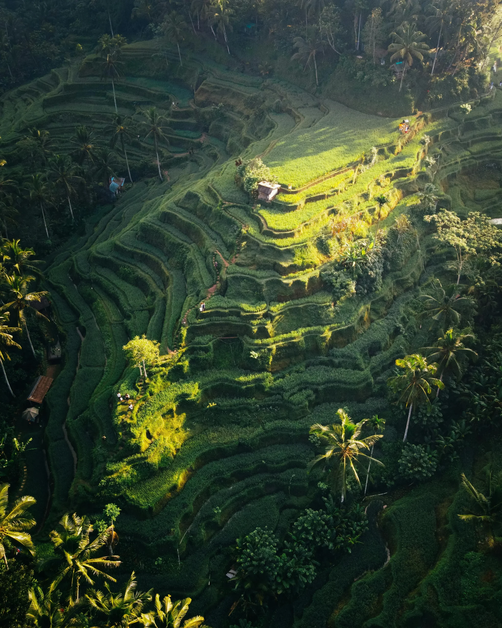 tegallalang rice field bali